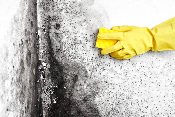 Best Mold Remediation for Schools in Niagara University, NY