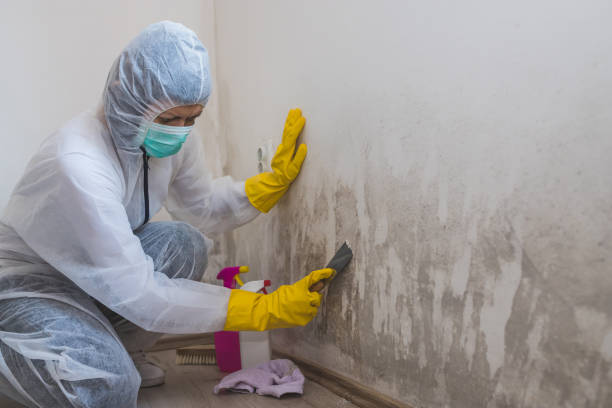 Best Mold Testing and Inspection Services in Niagara University, NY