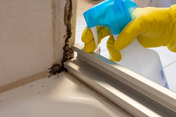 Best Crawl Space Mold Remediation in Niagara University, NY