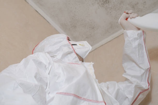Best Insurance-Related Mold Remediation in Niagara University, NY