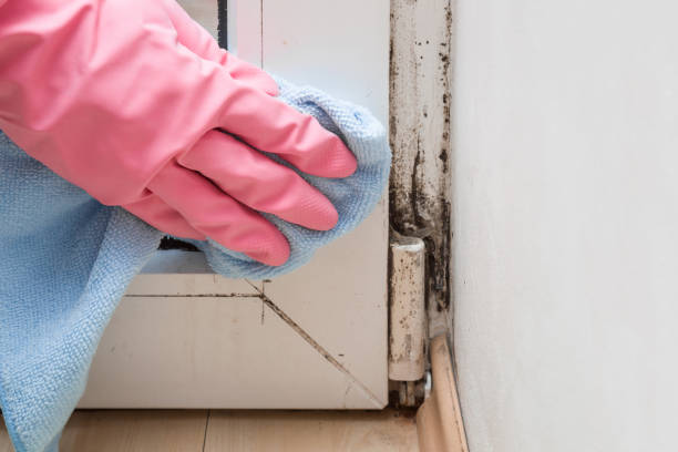 Best Mold Remediation for Specific Building Types in Niagara University, NY