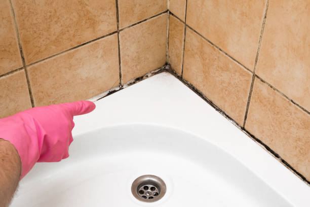 Best Bathroom Mold Remediation in Niagara University, NY