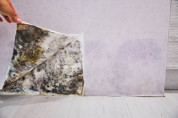 Best Post-Flood Mold Remediation in Niagara University, NY